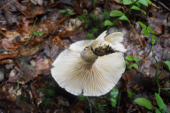 Hygrophorus eburneus