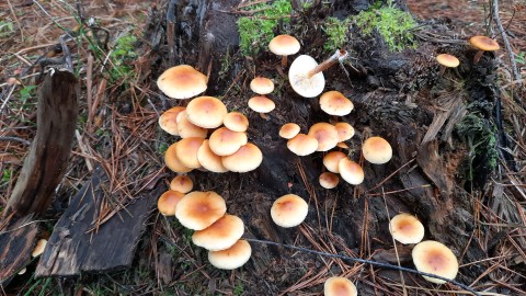 Gymnopilus penetrans