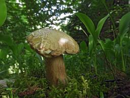 Boletus reticulatus