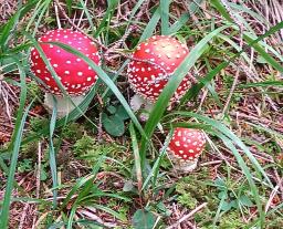 Amanita muscaria