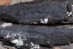 Biscogniauxia mediterranea