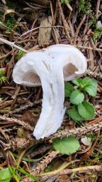 Hygrophorus agathosmus