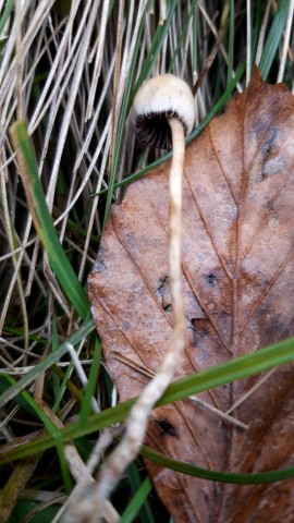 Psilocybe semilanceata