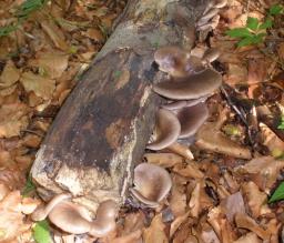 Pleurotus ostreatus