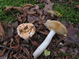 Russula risigallina