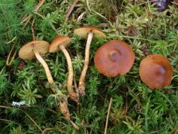 Cortinarius uliginosus