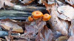 Hygrocybe miniata