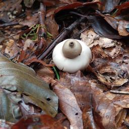 Geastrum fimbriatum