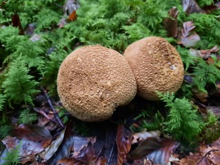 Scleroderma citrinum