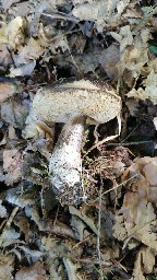 Leccinum scabrum