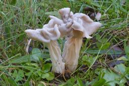 Helvella crispa