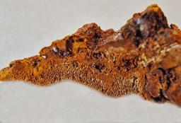 Phellinopsis conchata