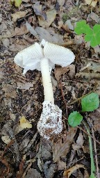 Amanita phalloides