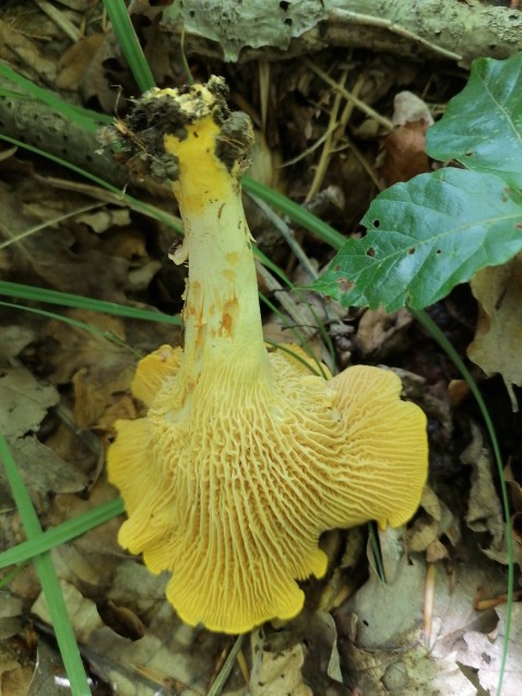 Cantharellus cibarius