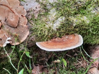 Daedaleopsis confragosa