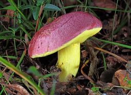 Butyriboletus regius