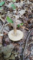 Leccinellum pseudoscabrum