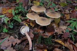 Armillaria mellea