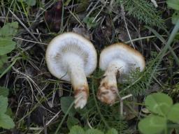 Pholiota lubrica