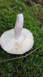 Russula violeipes