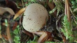 Tarzetta catinus