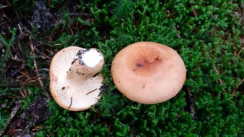 Lactifluus volemus