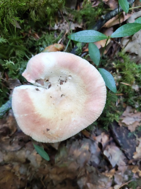 Russula aurora