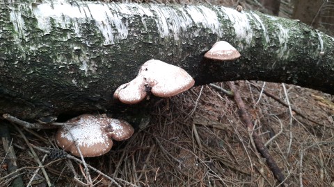 Fomitopsis betulina