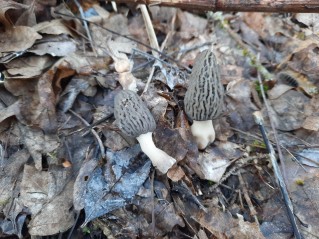 Morchella conica