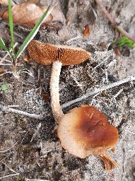 Conocybe aporos