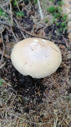 Cortinarius caperatus