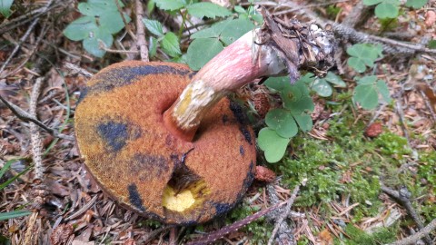 Neoboletus erythropus