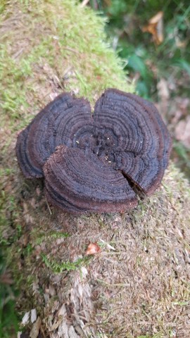 Gloeophyllum sepiarium