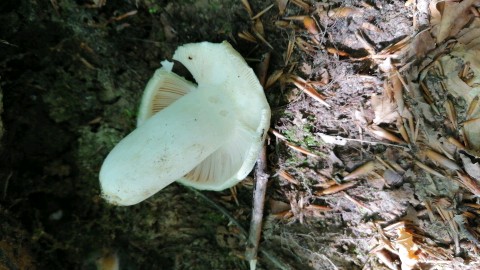 Russula virescens