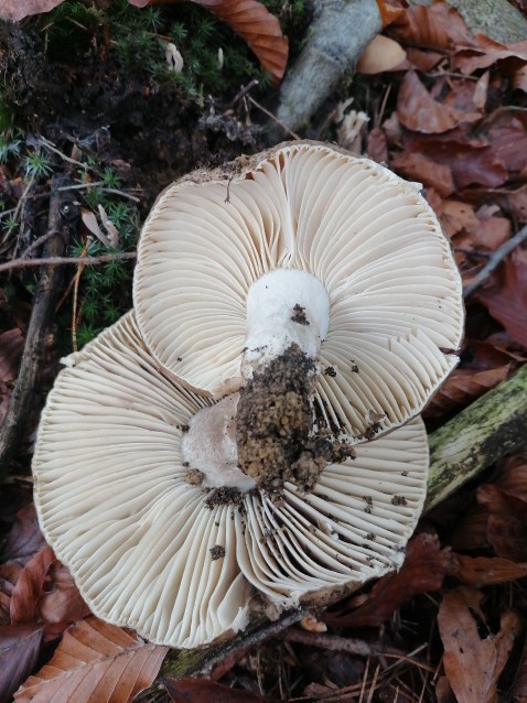 Russula adusta
