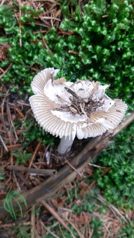 Amanita vaginata