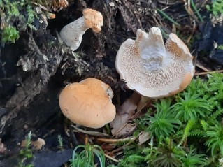 Hydnum repandum f. amarum