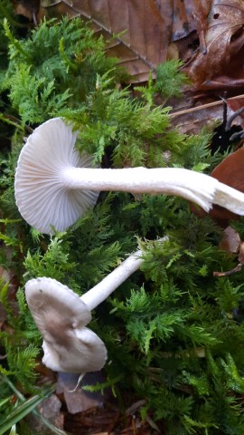 Hygrophorus pustulatus