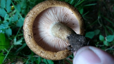 Lactarius turpis