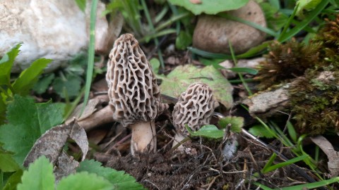 Morchella esculenta