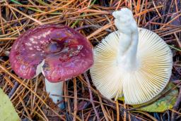 Russula caerulea