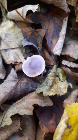 Mycena pura