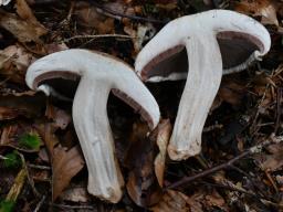 Agaricus bisporus