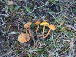 Hygrocybe insipida