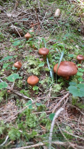 Cortinarius rubellus