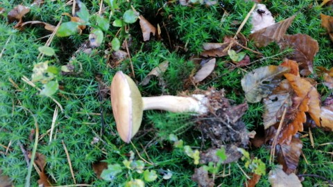 Suillus bovinus