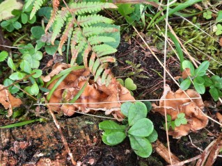 Craterellus lutescens