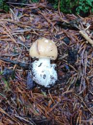 Amanita gemmata