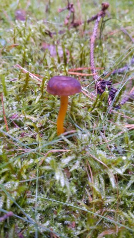 Craterellus tubaeformis