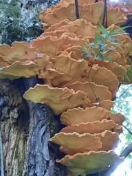 Laetiporus sulphureus